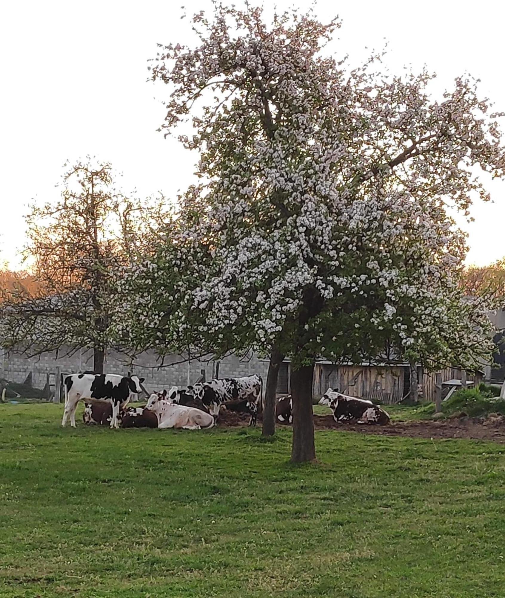 Bed and Breakfast Ferme De La Gortiere Le Teilleul Esterno foto