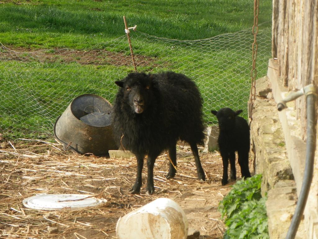 Bed and Breakfast Ferme De La Gortiere Le Teilleul Esterno foto